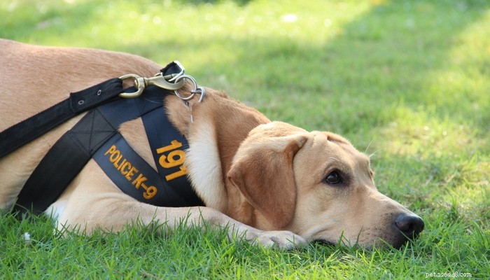 Top 15 Police Dog Breeds: Trusted K9 Units in Law Enforcement