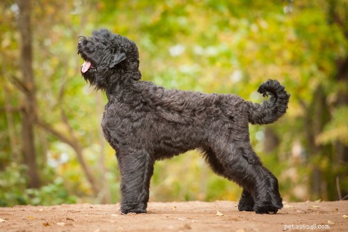 Top 15 Police Dog Breeds: Trusted K9 Units in Law Enforcement