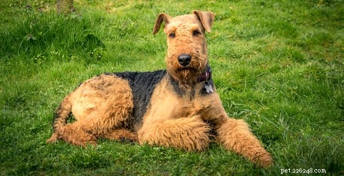 Top 15 Police Dog Breeds: Trusted K9 Units in Law Enforcement