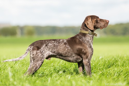 Top 15 Police Dog Breeds: Trusted K9 Units in Law Enforcement