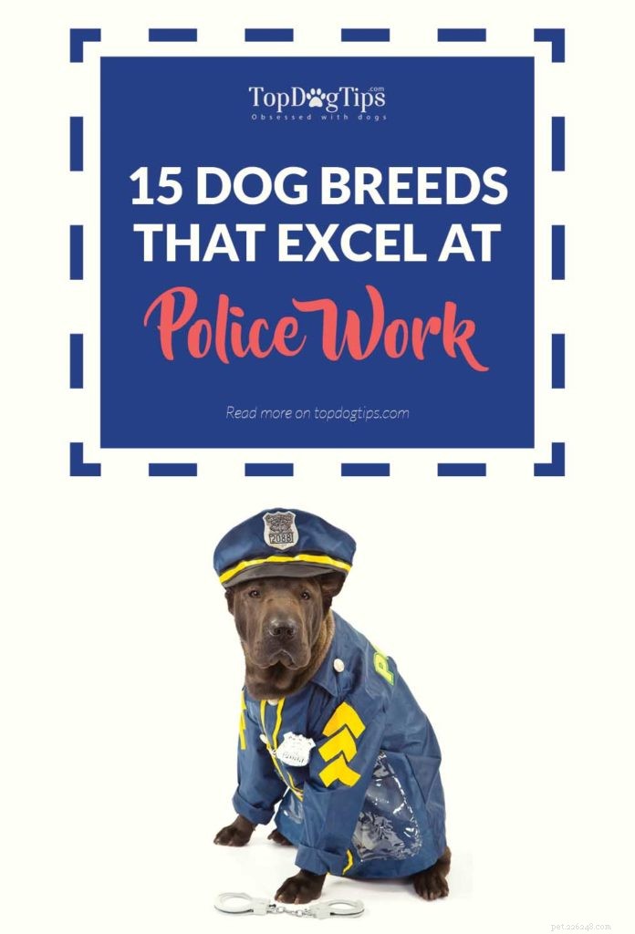 Top 15 Police Dog Breeds: Trusted K9 Units in Law Enforcement
