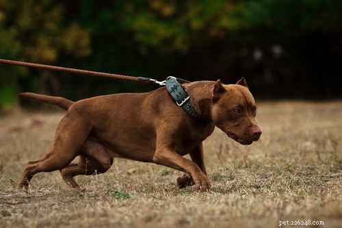 Top 15 Police Dog Breeds: Trusted K9 Units in Law Enforcement