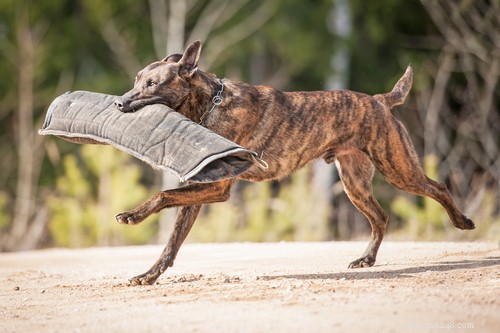 Top 15 Police Dog Breeds: Trusted K9 Units in Law Enforcement