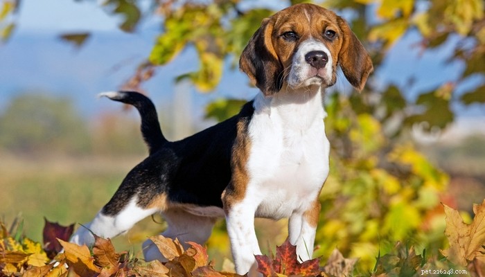 Top 15 Police Dog Breeds: Trusted K9 Units in Law Enforcement