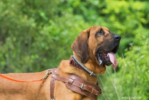 Top 15 Police Dog Breeds: Trusted K9 Units in Law Enforcement