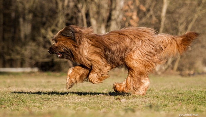 Top 15 Police Dog Breeds: Trusted K9 Units in Law Enforcement