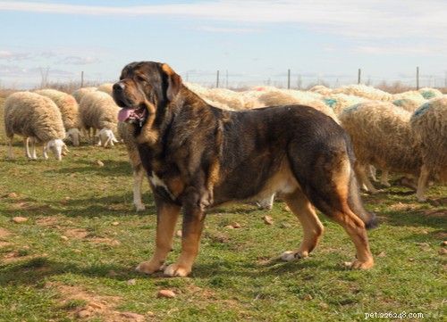 Top 10 Livestock Guardian Dog Breeds: Protect Your Herd with Confidence
