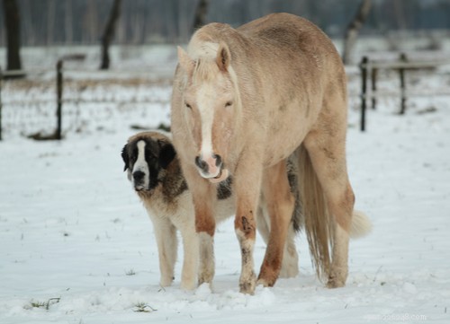 Top 10 Livestock Guardian Dog Breeds: Protect Your Herd with Confidence