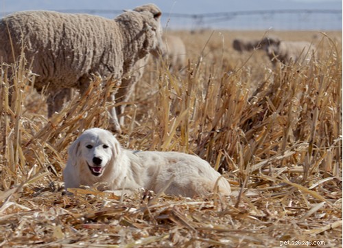 Top 10 Livestock Guardian Dog Breeds: Protect Your Herd with Confidence