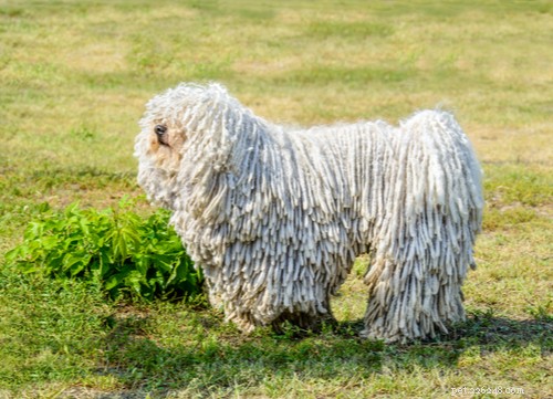Top 10 Livestock Guardian Dog Breeds: Protect Your Herd with Confidence