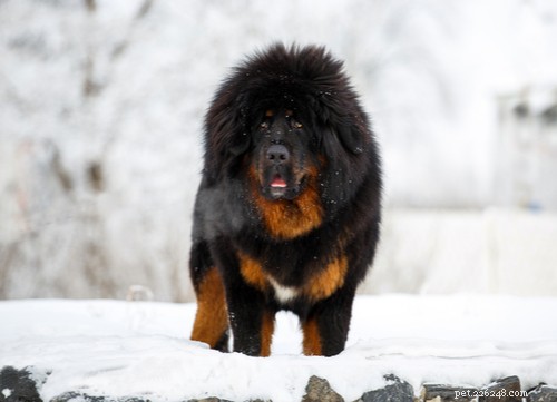 Top 10 Livestock Guardian Dog Breeds: Protect Your Herd with Confidence