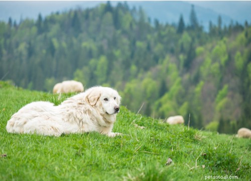 Top 10 Livestock Guardian Dog Breeds: Protect Your Herd with Confidence