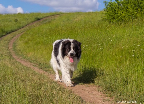Top 10 Livestock Guardian Dog Breeds: Protect Your Herd with Confidence