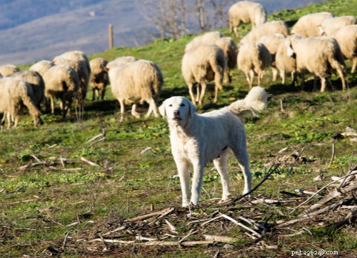 Top 10 Livestock Guardian Dog Breeds: Protect Your Herd with Confidence