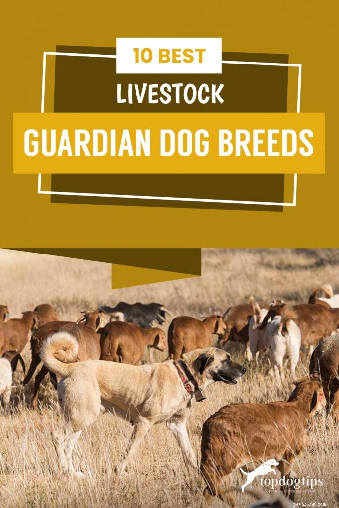 Top 10 Livestock Guardian Dog Breeds: Protect Your Herd with Confidence