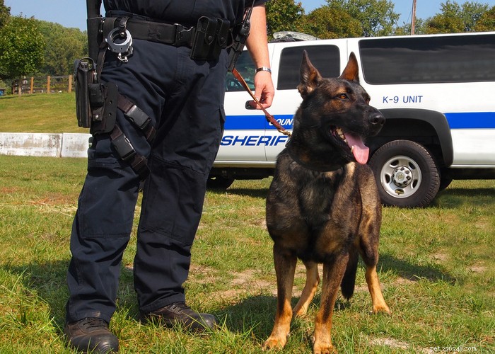 Florida Police K‑9s Now Safeguarded by New Protections