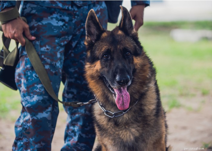 Florida Police K‑9s Now Safeguarded by New Protections