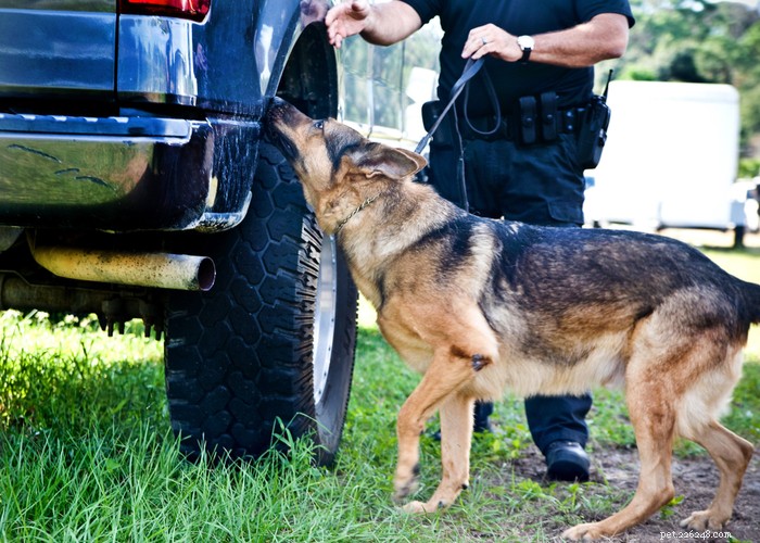 Florida Police K‑9s Now Safeguarded by New Protections