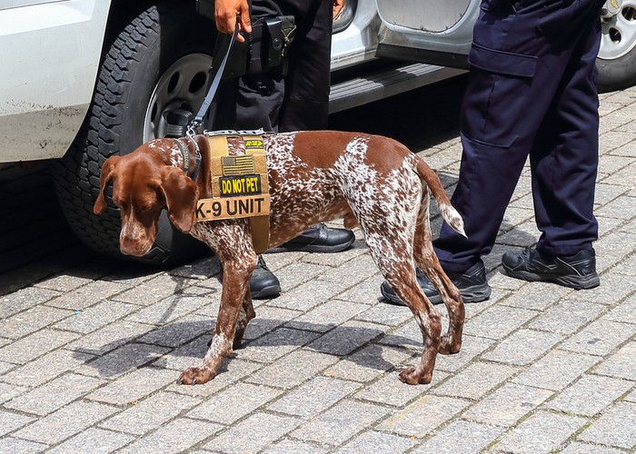 Florida Police K‑9s Now Safeguarded by New Protections