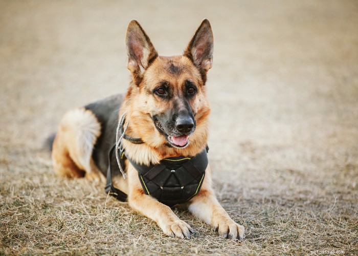 Florida Police K‑9s Now Safeguarded by New Protections