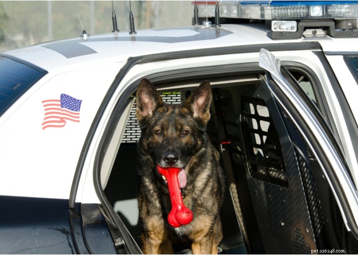 Florida Police K‑9s Now Safeguarded by New Protections