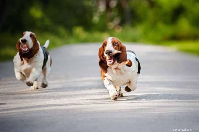 35 Ideal Medium & Small Dog Breeds for Families with Kids