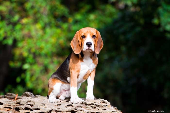 35 Ideal Medium & Small Dog Breeds for Families with Kids