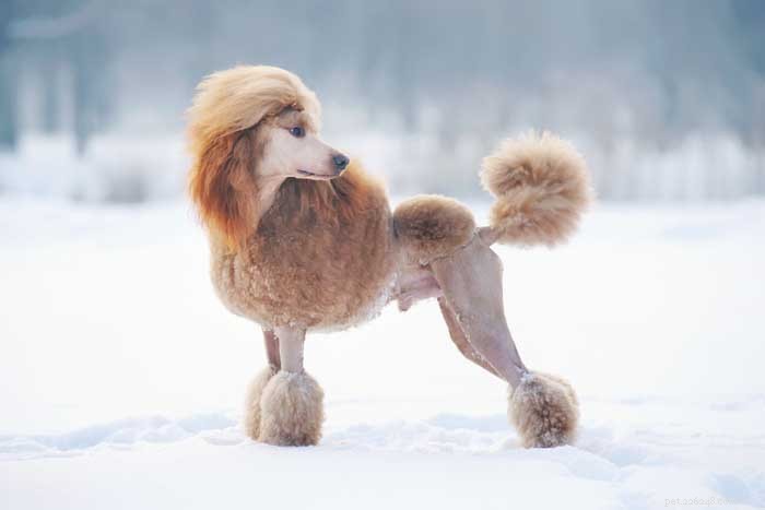 35 Ideal Medium & Small Dog Breeds for Families with Kids