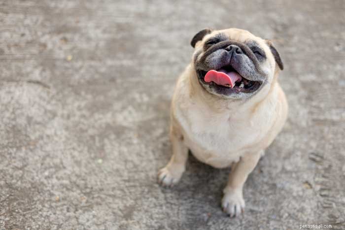 35 Ideal Medium & Small Dog Breeds for Families with Kids