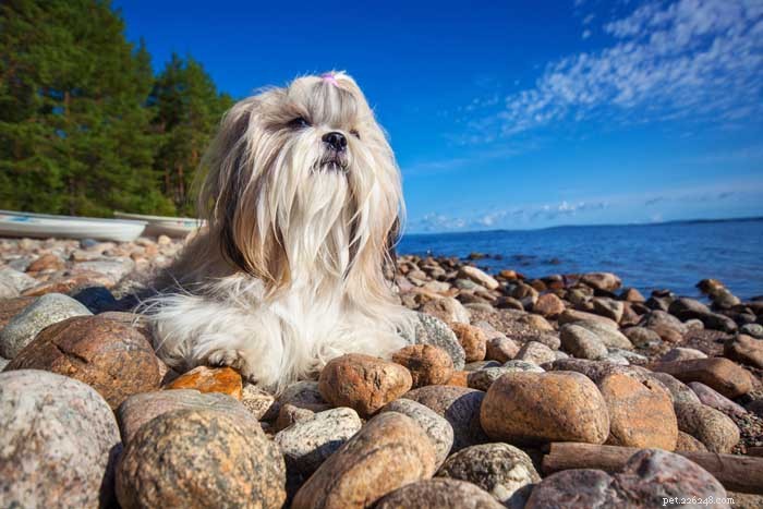 35 Ideal Medium & Small Dog Breeds for Families with Kids