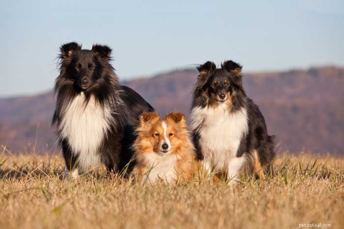 35 Ideal Medium & Small Dog Breeds for Families with Kids