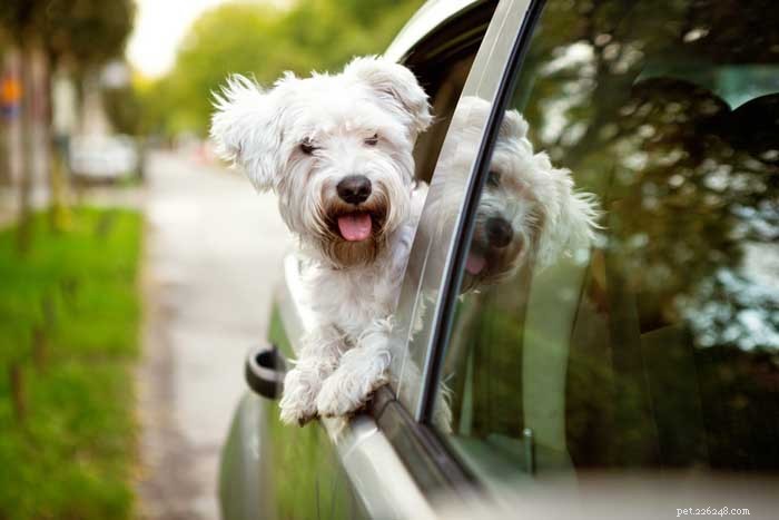 35 Ideal Medium & Small Dog Breeds for Families with Kids