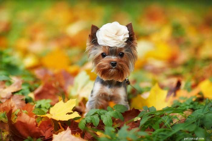 35 Ideal Medium & Small Dog Breeds for Families with Kids