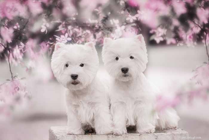 35 Ideal Medium & Small Dog Breeds for Families with Kids