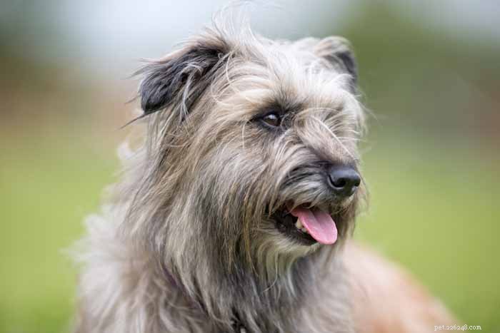 35 Ideal Medium & Small Dog Breeds for Families with Kids