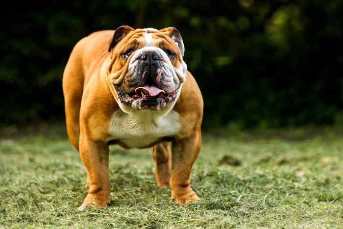 35 Ideal Medium & Small Dog Breeds for Families with Kids
