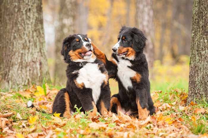35 Ideal Medium & Small Dog Breeds for Families with Kids