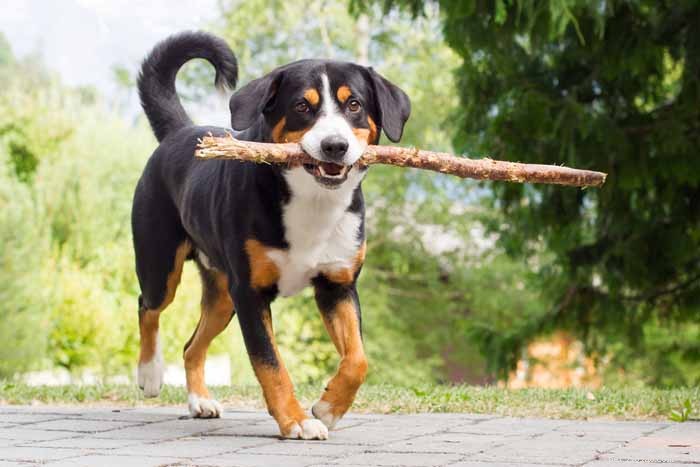 35 Ideal Medium & Small Dog Breeds for Families with Kids
