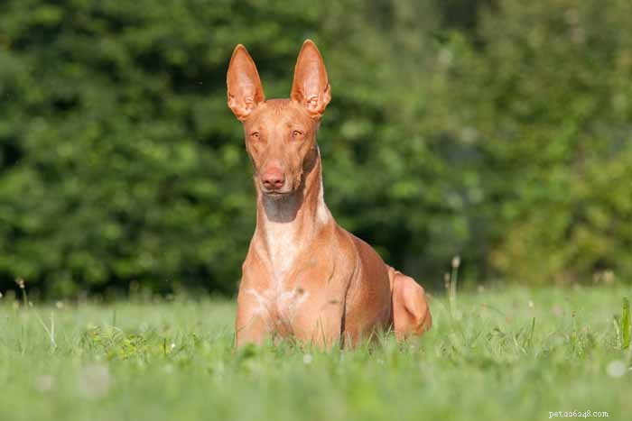 35 Ideal Medium & Small Dog Breeds for Families with Kids