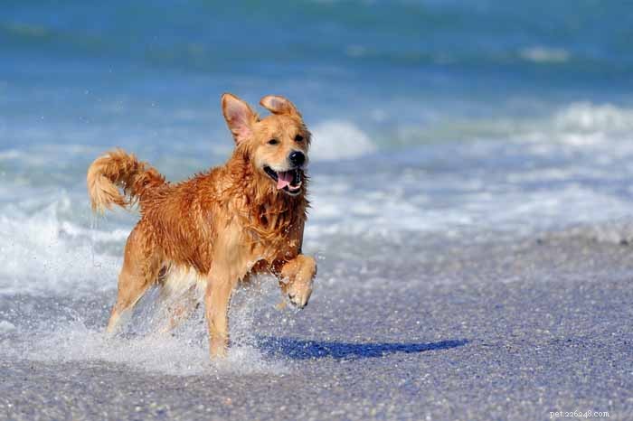 35 Ideal Medium & Small Dog Breeds for Families with Kids