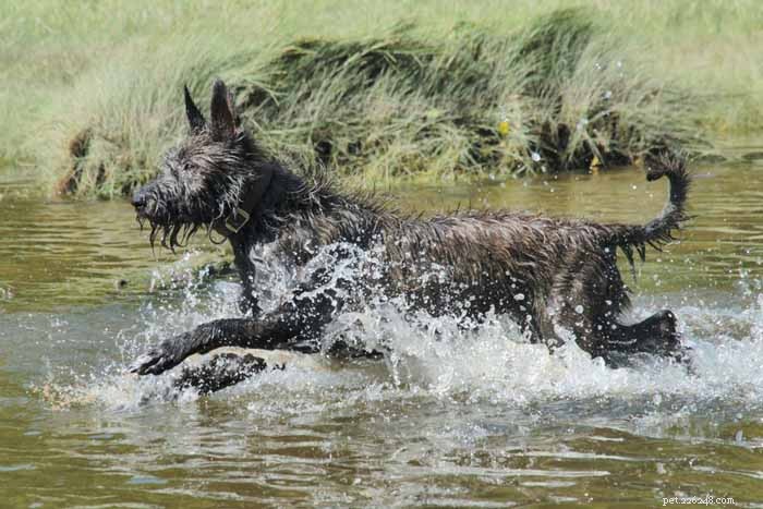 35 Ideal Medium & Small Dog Breeds for Families with Kids