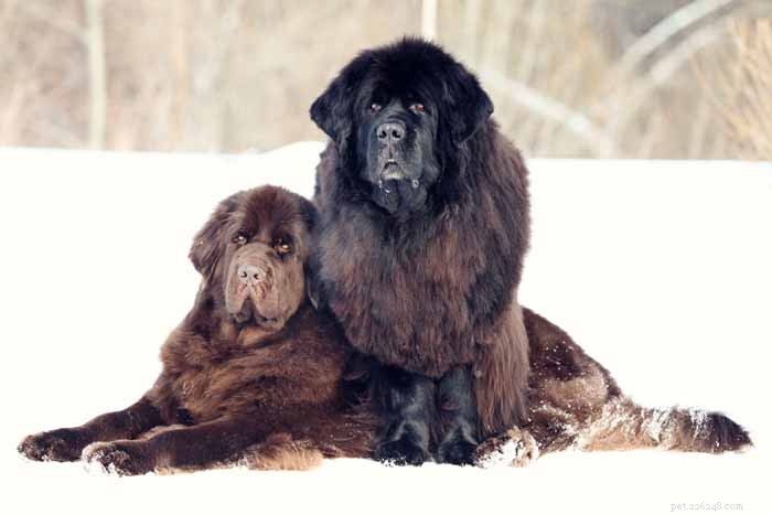 35 Ideal Medium & Small Dog Breeds for Families with Kids