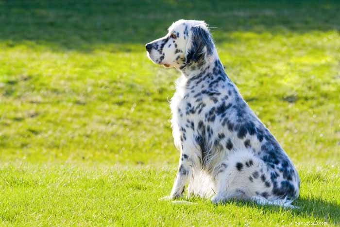 35 Ideal Medium & Small Dog Breeds for Families with Kids