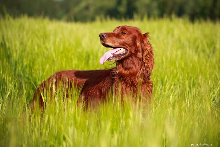35 Ideal Medium & Small Dog Breeds for Families with Kids