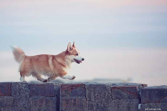 35 Ideal Medium & Small Dog Breeds for Families with Kids