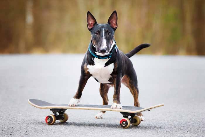35 Ideal Medium & Small Dog Breeds for Families with Kids