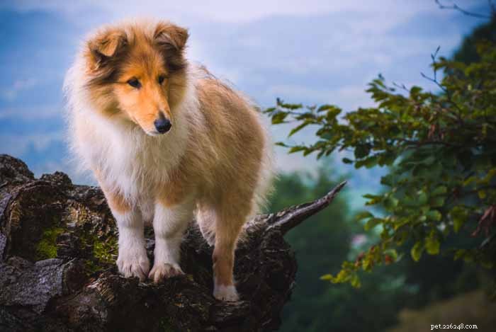 35 Ideal Medium & Small Dog Breeds for Families with Kids