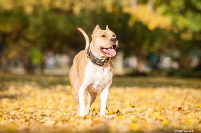 35 Ideal Medium & Small Dog Breeds for Families with Kids