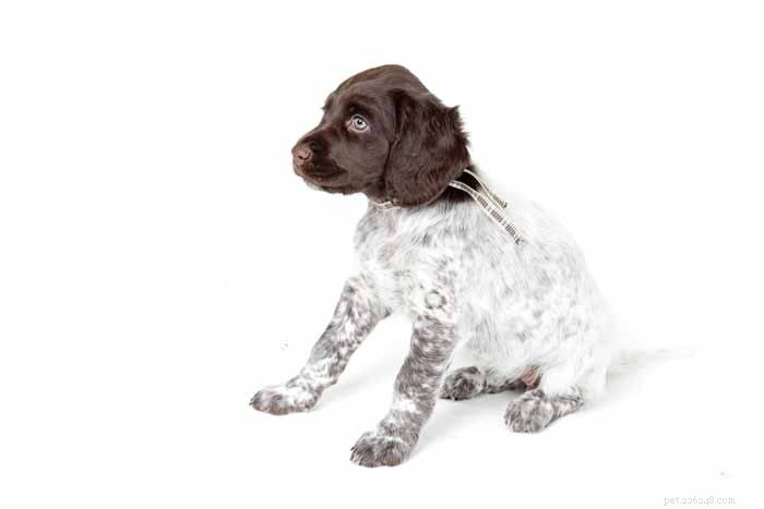 35 Ideal Medium & Small Dog Breeds for Families with Kids