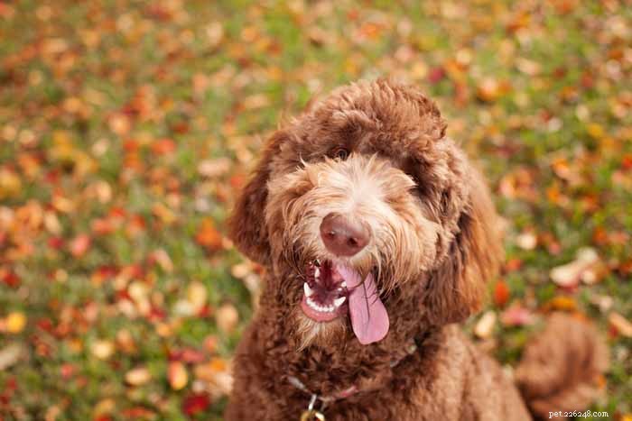 35 Ideal Medium & Small Dog Breeds for Families with Kids